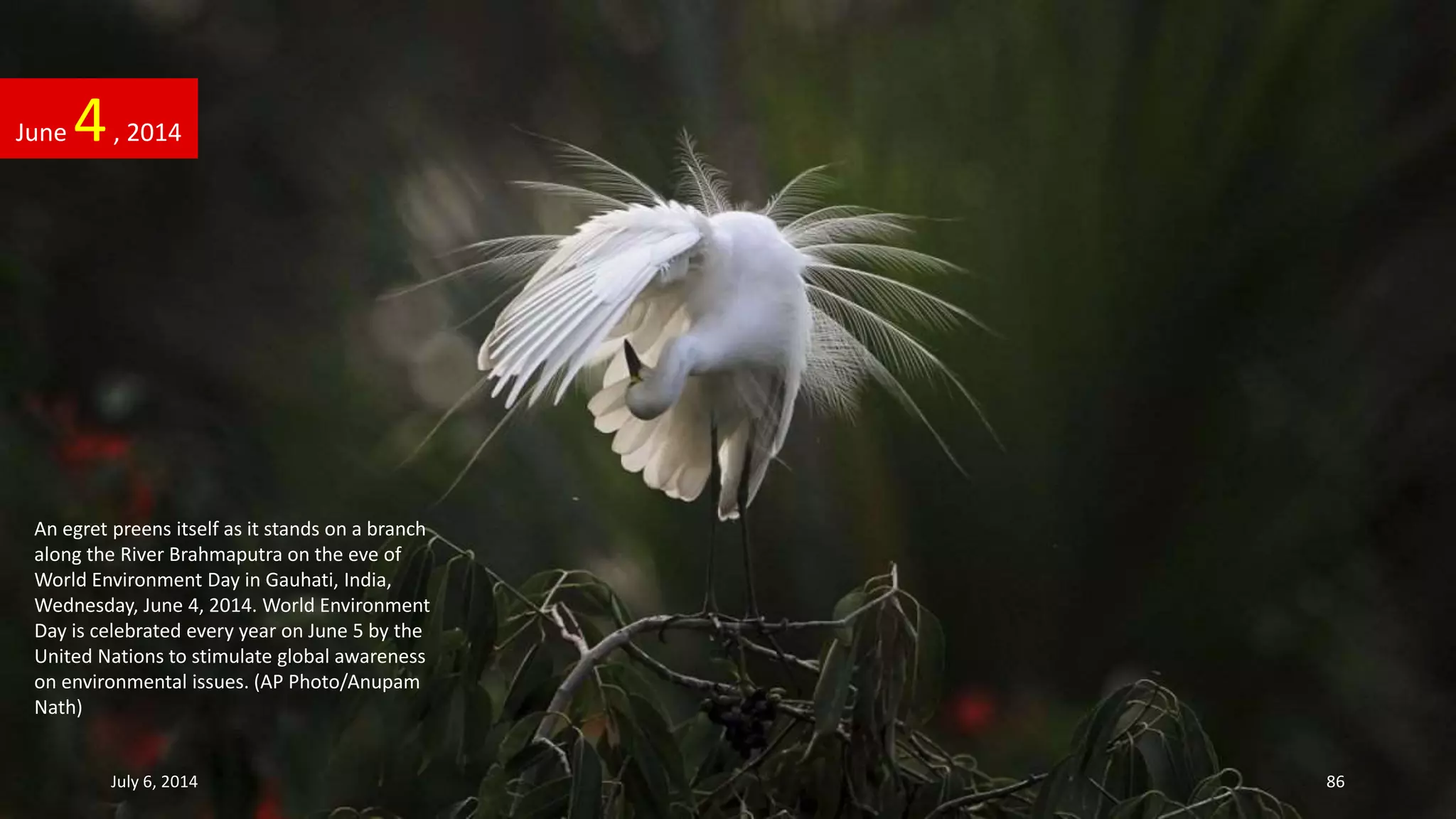 An egret preens itself as it stands on a branch
along the River Brahmaputra on the eve of
World Environment Day in Gauhati, India,
Wednesday, June 4, 2014. World Environment
Day is celebrated every year on June 5 by the
United Nations to stimulate global awareness
on environmental issues. (AP Photo/Anupam
Nath)
June 4, 2014
July 6, 2014 86
 