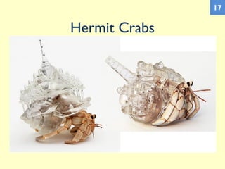 Hermit Crabs
17
 