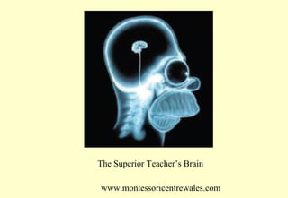 The Superior Teacher’s Brain
www.montessoricentrewales.com

 