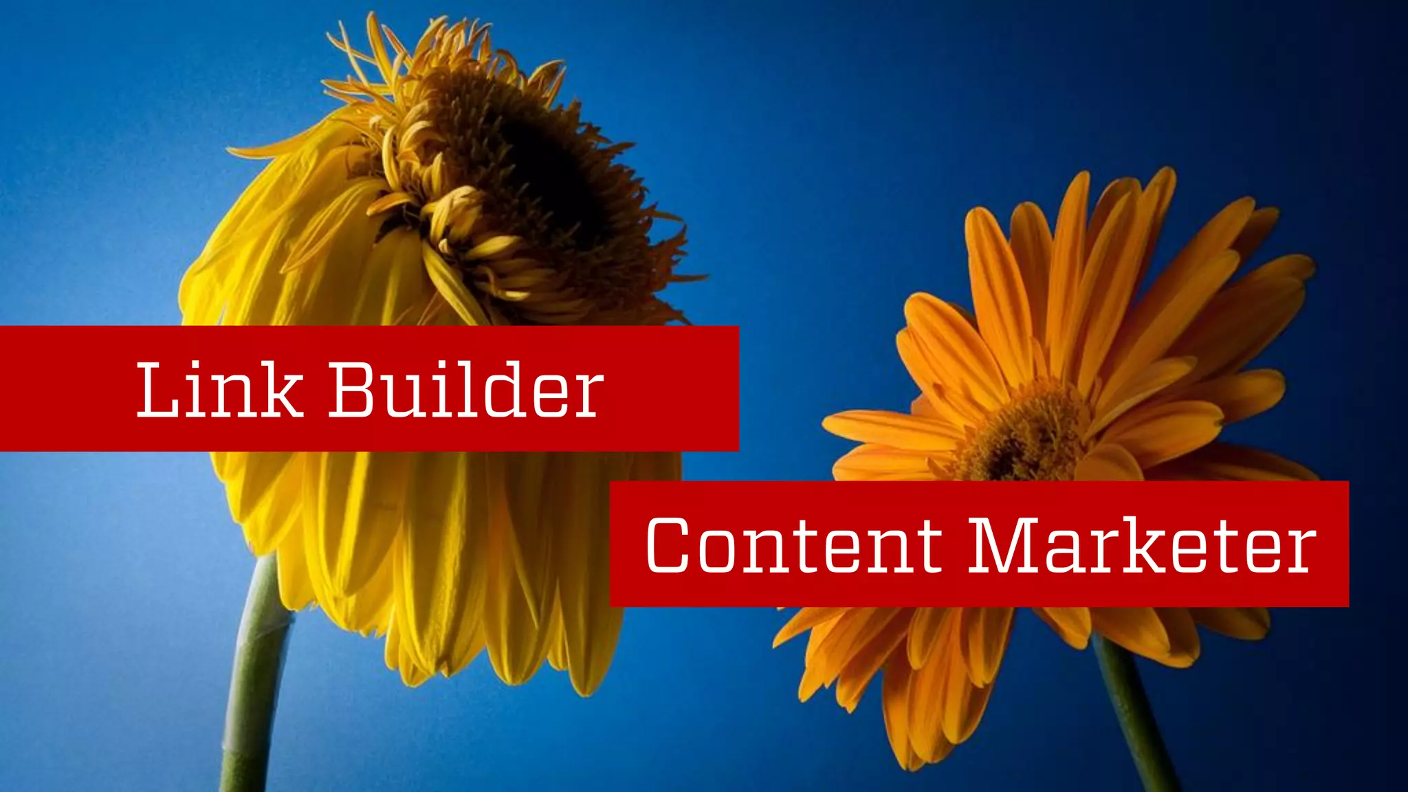 @wilreynolds
Link Builder
Content Marketer
 