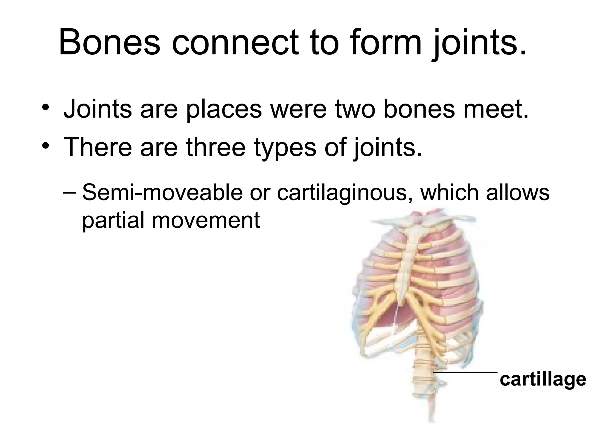 Bones connect to form joints.
• Joints are places were two bones meet.
• There are three types of joints.
cartillage
– Semi-moveable or cartilaginous, which allows
partial movement
 