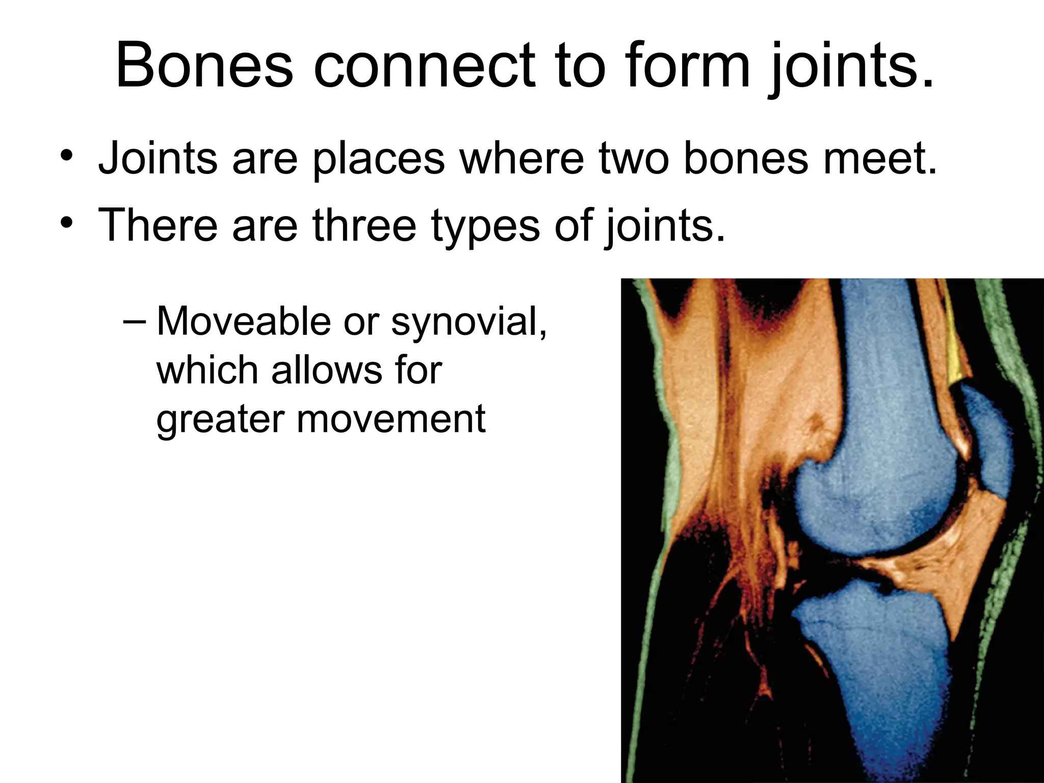 Bones connect to form joints.
– Moveable or synovial,
which allows for
greater movement
• Joints are places where two bones meet.
• There are three types of joints.
 