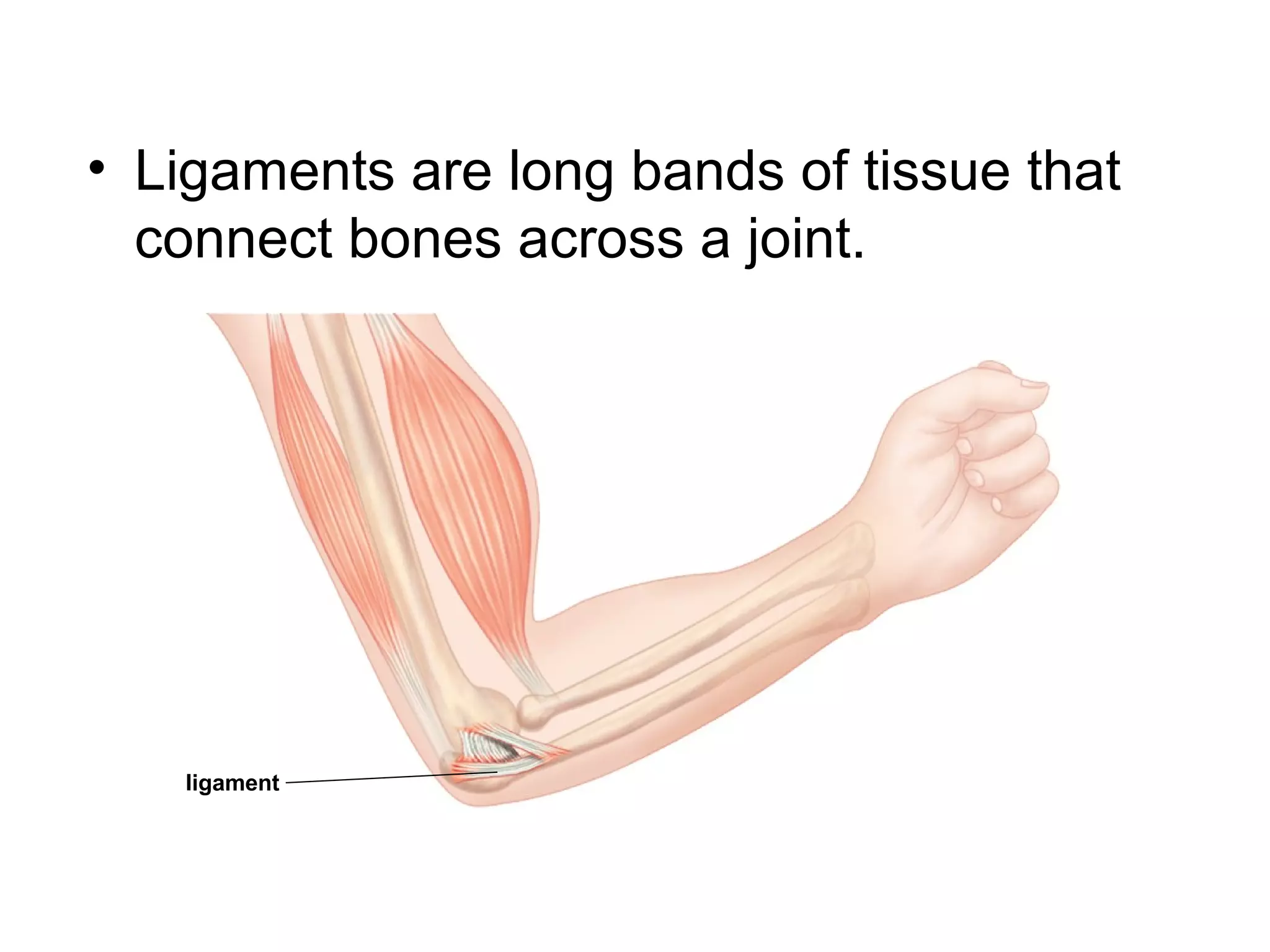 • Ligaments are long bands of tissue that
connect bones across a joint.
ligament
 