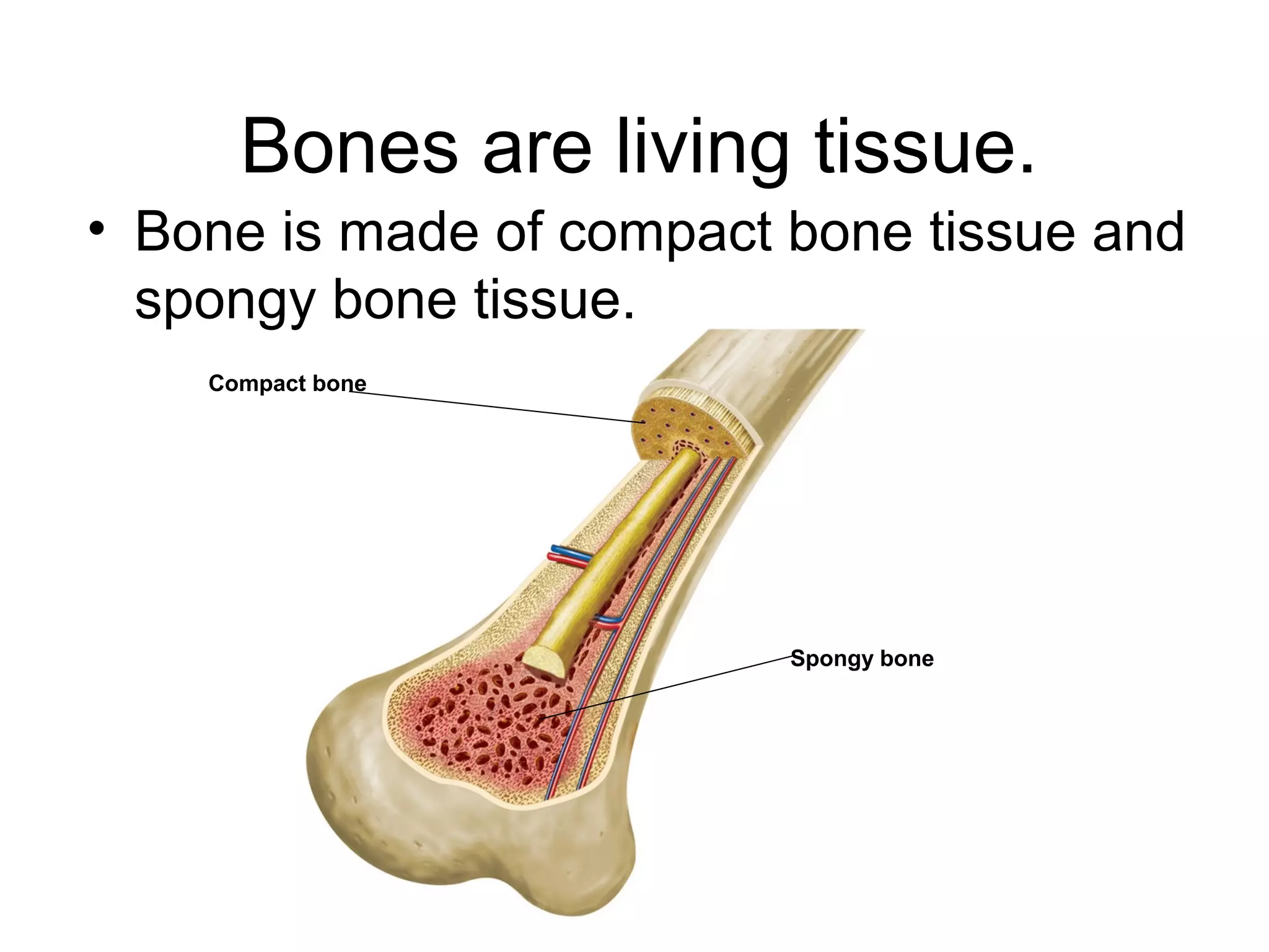 Bones are living tissue.
• Bone is made of compact bone tissue and
spongy bone tissue.
Compact bone
Spongy bone
 