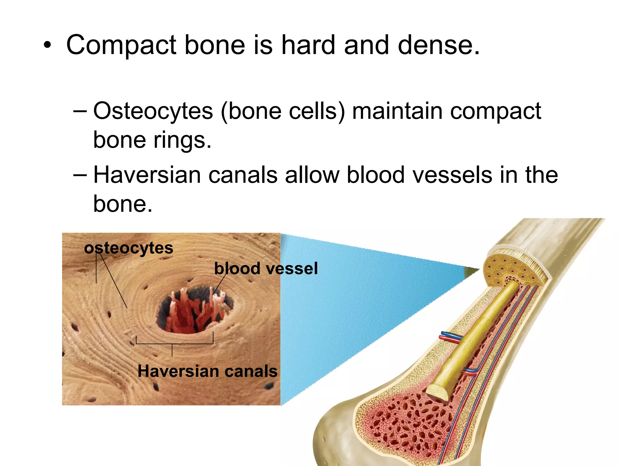 • Compact bone is hard and dense.
– Osteocytes (bone cells) maintain compact
bone rings.
– Haversian canals allow blood vessels in the
bone.
osteocytes
blood vessel
Haversian canals
 
