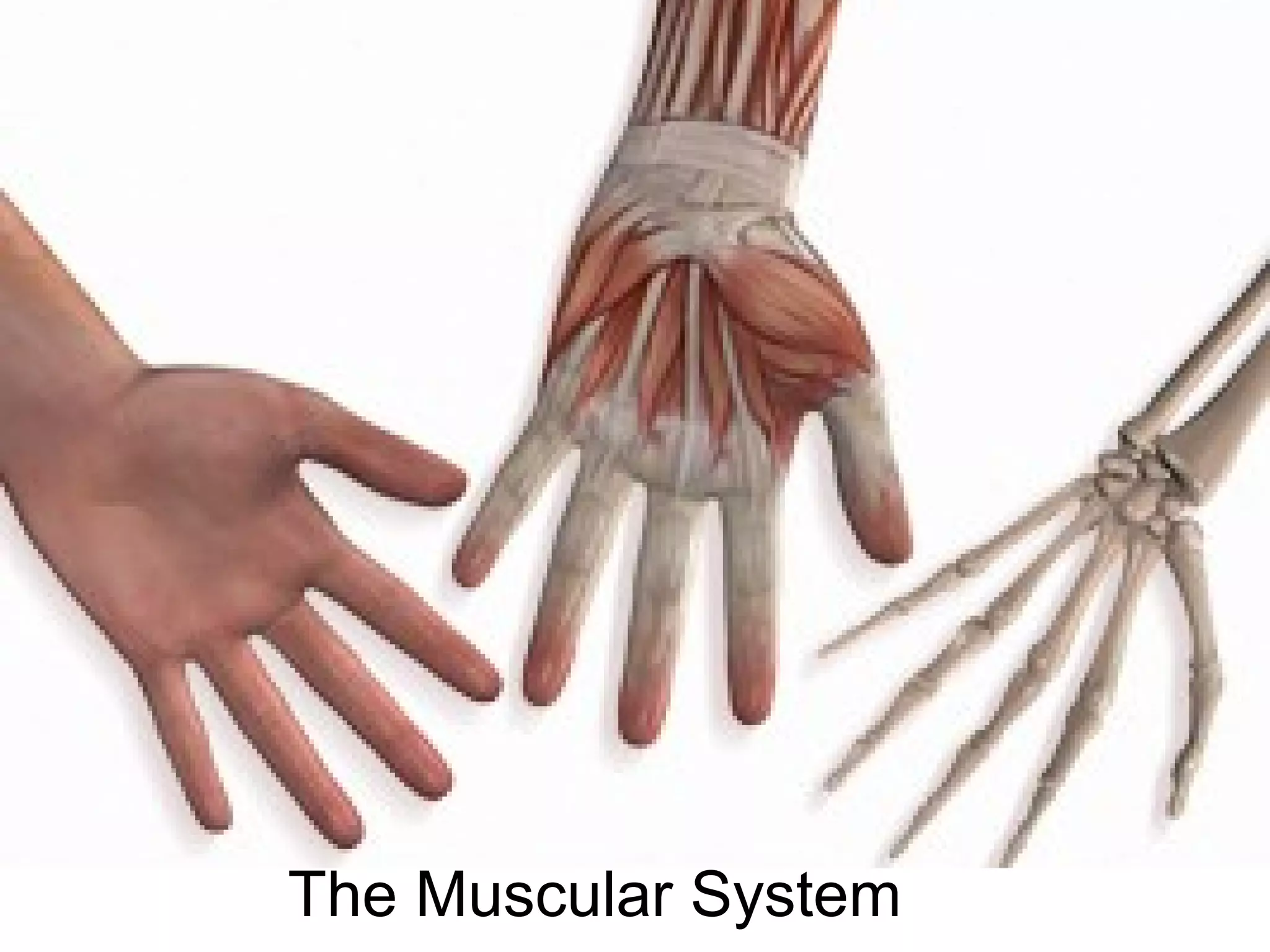 The Muscular System
 