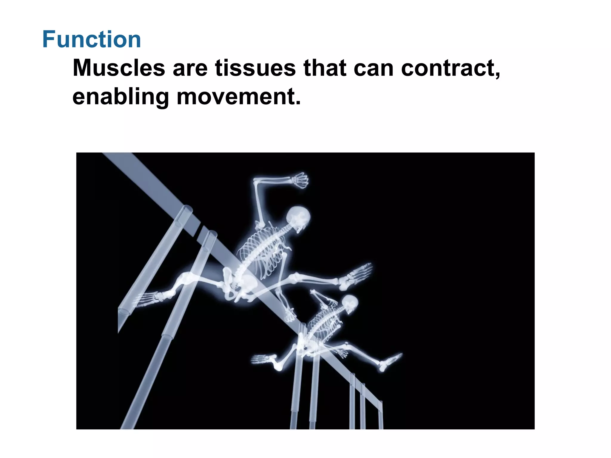 Function
Muscles are tissues that can contract,
enabling movement.
 