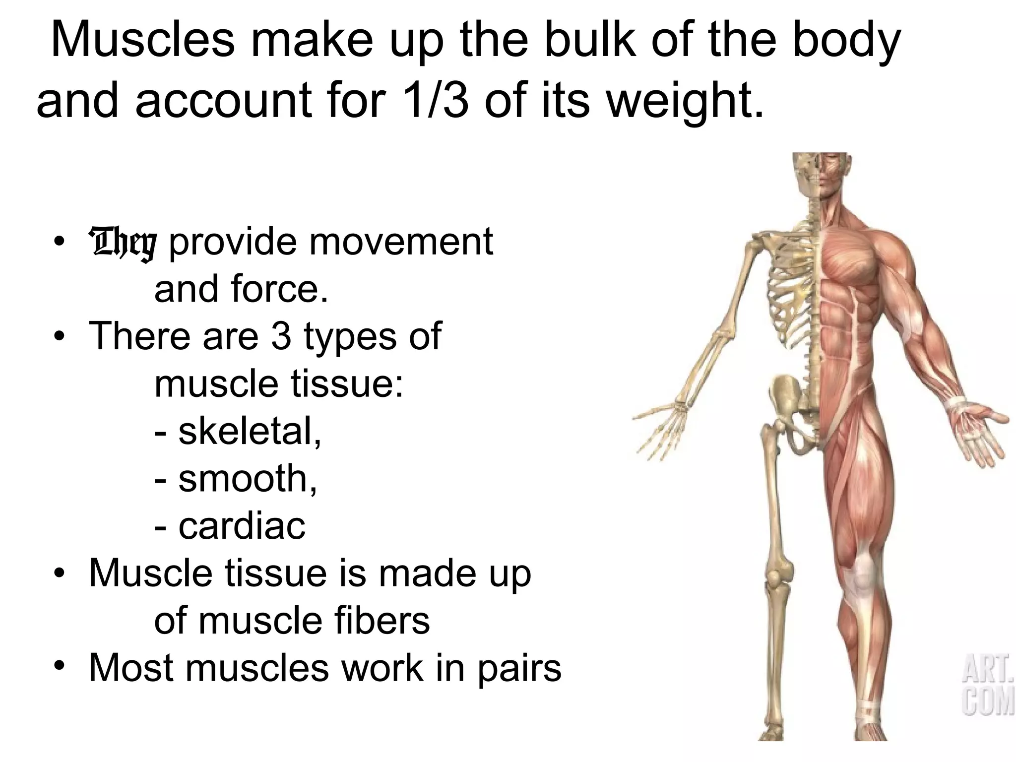 • They provide movement
and force.
• There are 3 types of
muscle tissue:
- skeletal,
- smooth,
- cardiac
• Muscle tissue is made up
of muscle fibers
• Most muscles work in pairs
Muscles make up the bulk of the body
and account for 1/3 of its weight.
 