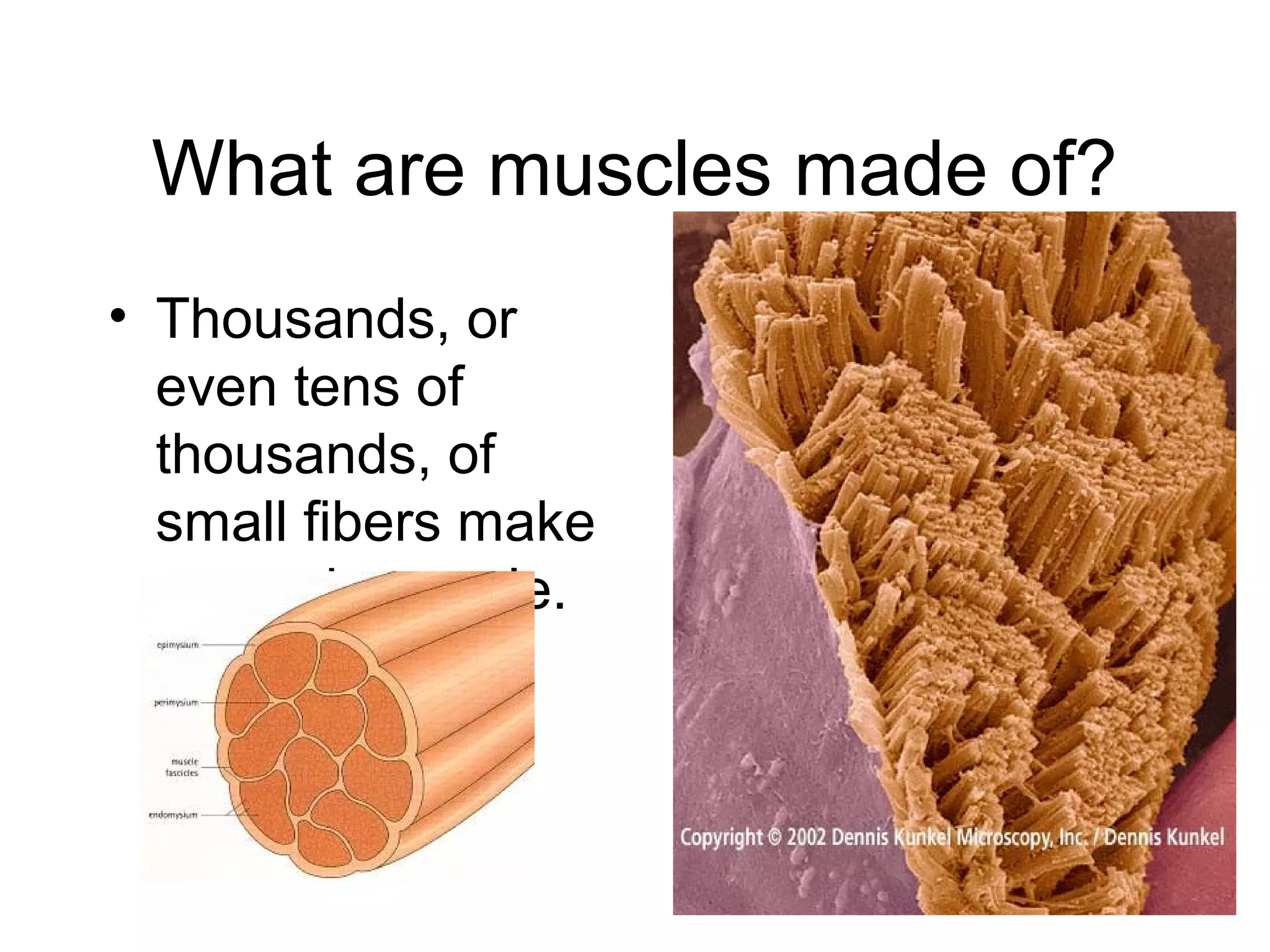What are muscles made of?
• Thousands, or
even tens of
thousands, of
small fibers make
up each muscle.
 