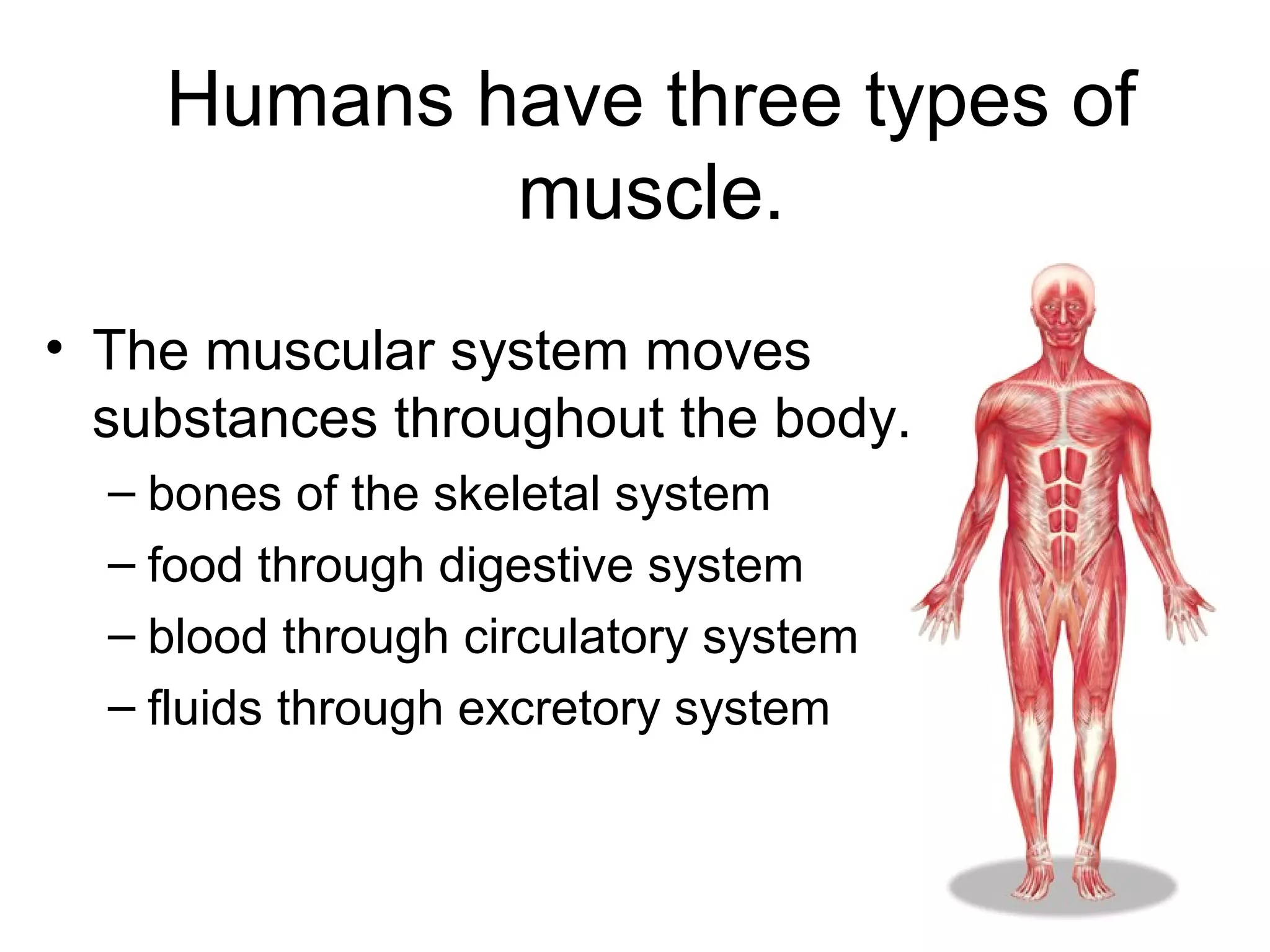 Humans have three types of
muscle.
• The muscular system moves
substances throughout the body.
– bones of the skeletal system
– food through digestive system
– blood through circulatory system
– fluids through excretory system
 
