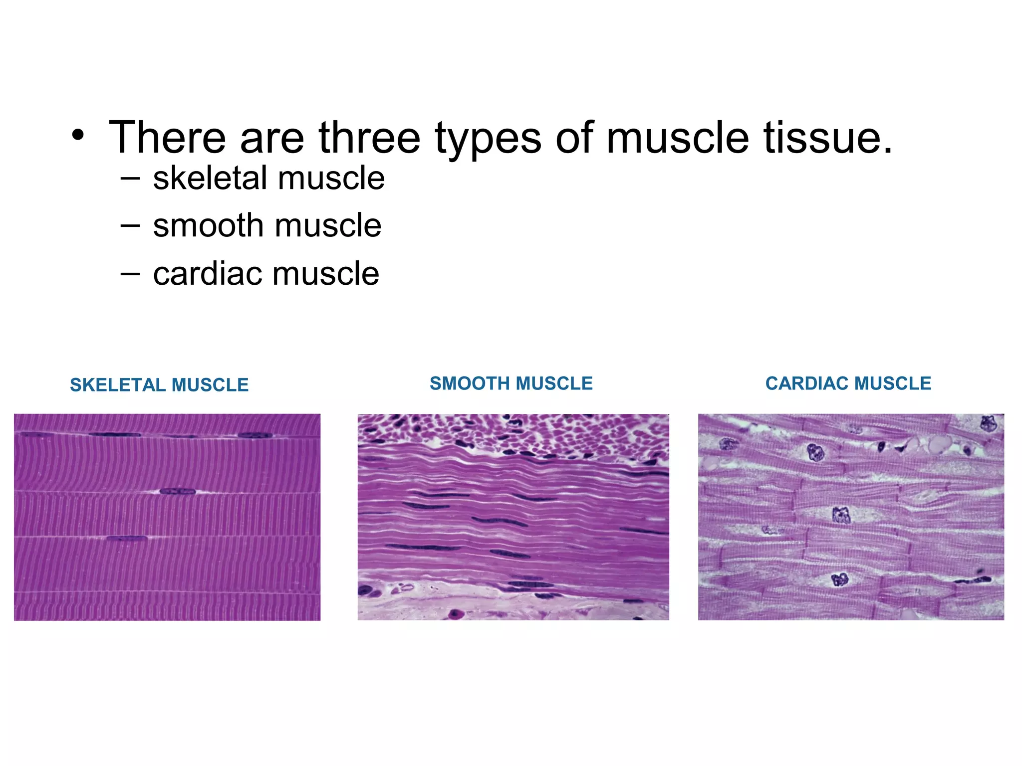 – skeletal muscle
• There are three types of muscle tissue.
SKELETAL MUSCLE CARDIAC MUSCLESMOOTH MUSCLE
– smooth muscle
– cardiac muscle
 