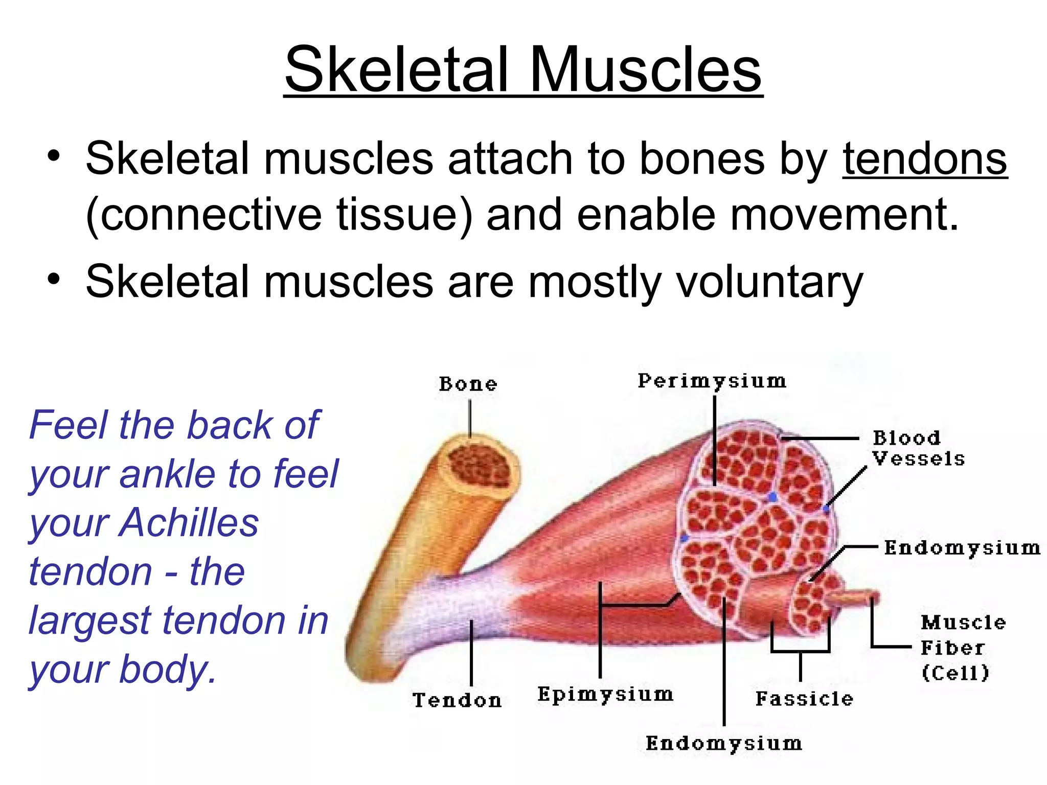 Skeletal Muscles
• Skeletal muscles attach to bones by tendons
(connective tissue) and enable movement.
• Skeletal muscles are mostly voluntary
Feel the back of
your ankle to feel
your Achilles
tendon - the
largest tendon in
your body.
 
