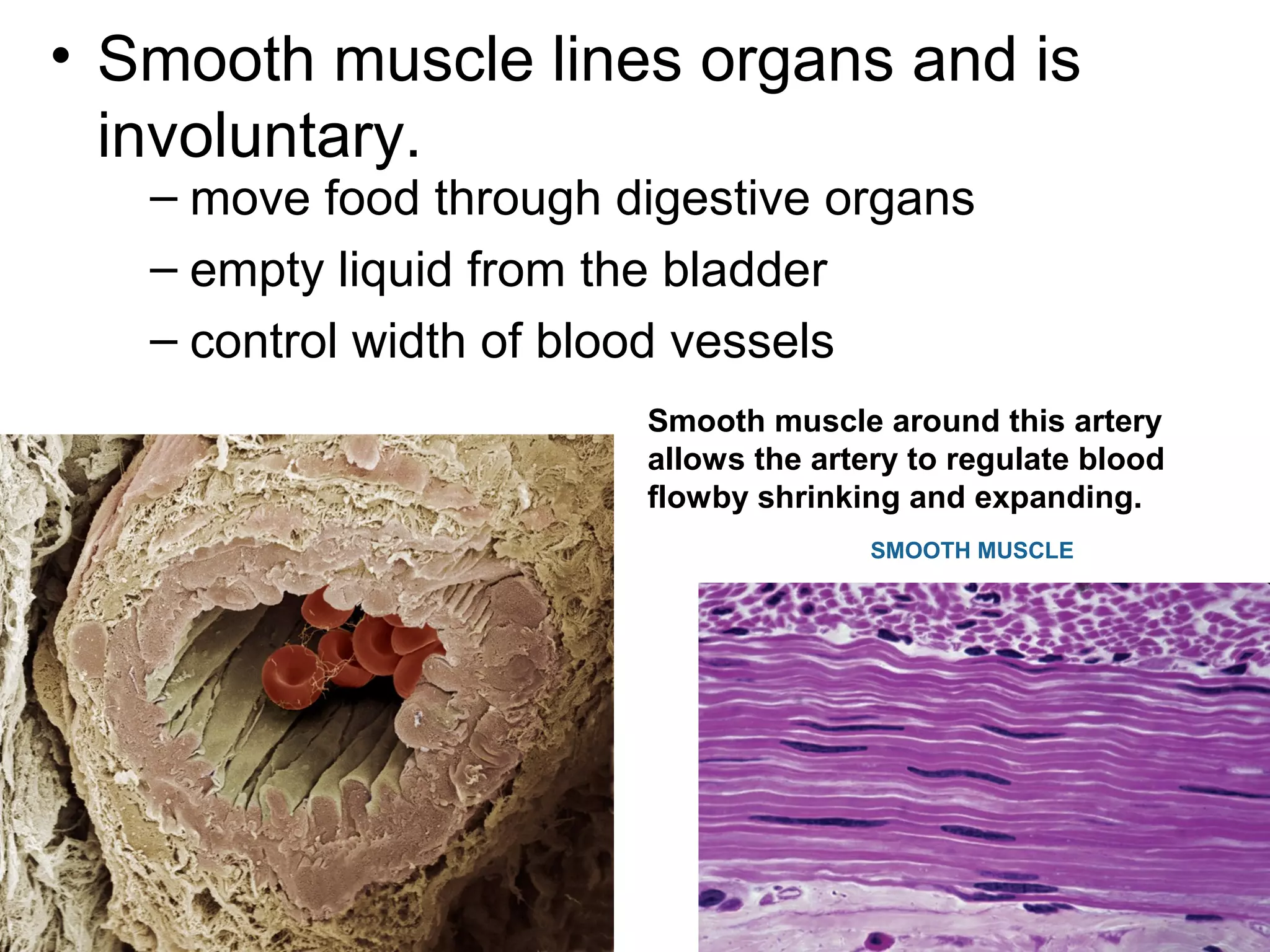 – move food through digestive organs
– empty liquid from the bladder
– control width of blood vessels
• Smooth muscle lines organs and is
involuntary.
Smooth muscle around this artery
allows the artery to regulate blood
flowby shrinking and expanding.
SMOOTH MUSCLE
 