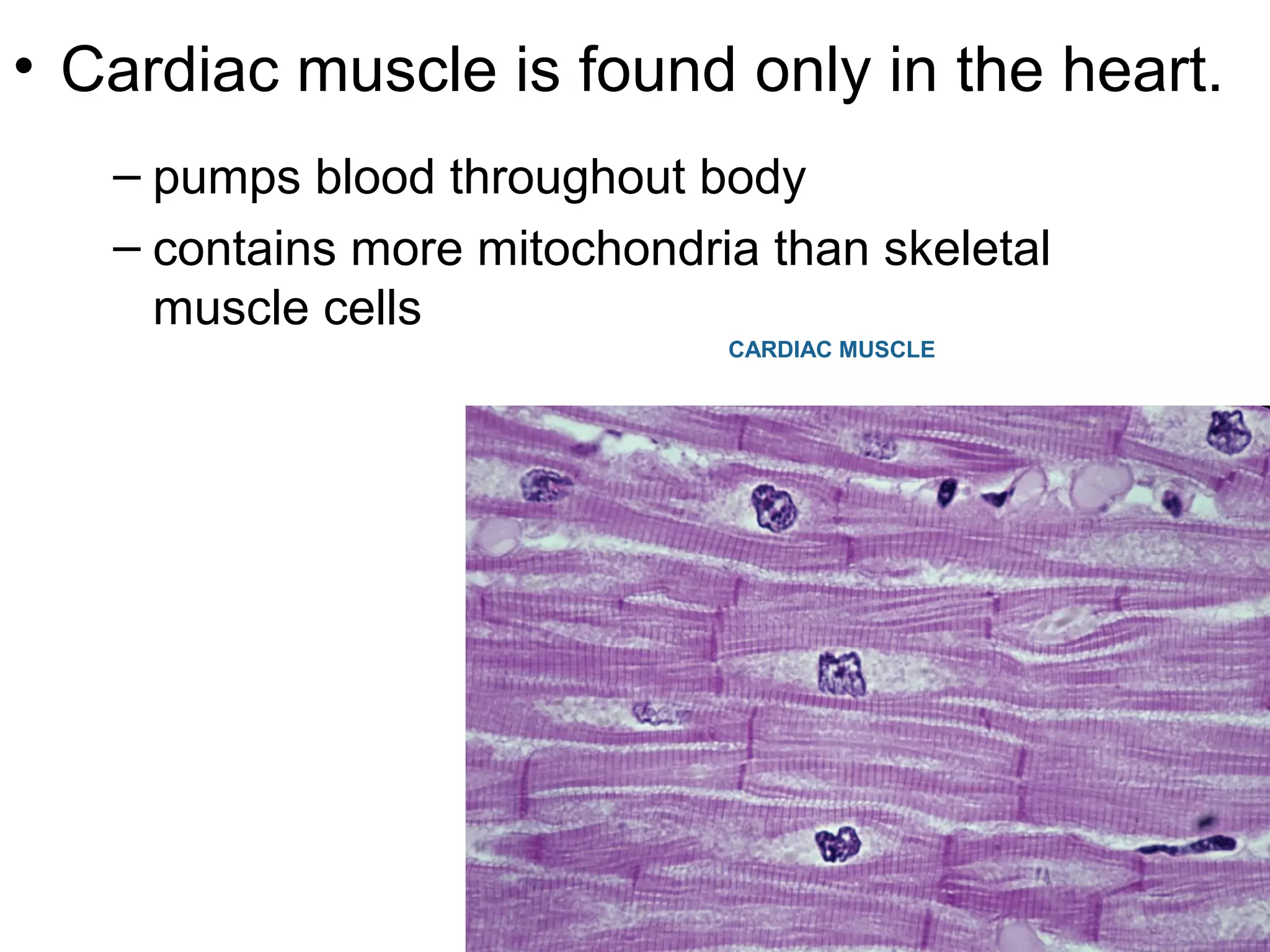 – pumps blood throughout body
– contains more mitochondria than skeletal
muscle cells
• Cardiac muscle is found only in the heart.
CARDIAC MUSCLE
 