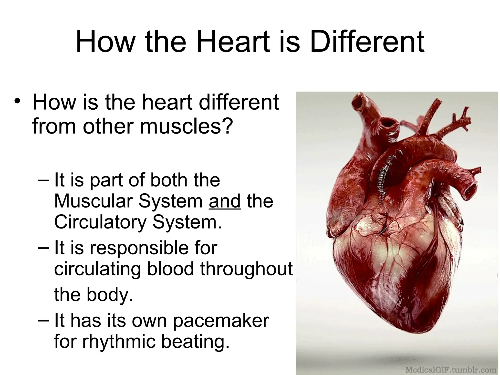 How the Heart is Different
• How is the heart different
from other muscles?
– It is part of both the
Muscular System and the
Circulatory System.
– It is responsible for
circulating blood throughout
the body.
– It has its own pacemaker
for rhythmic beating.
 