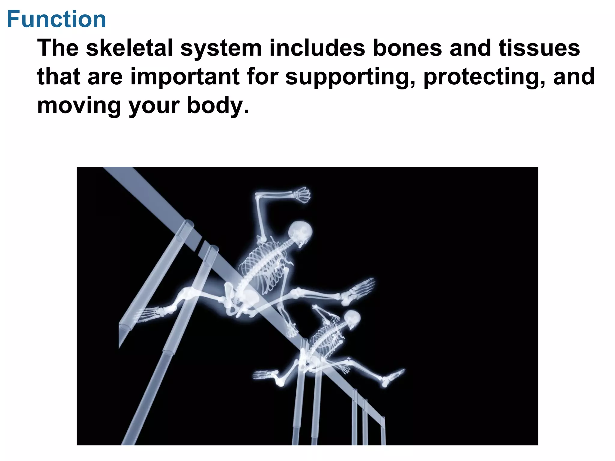 Function
The skeletal system includes bones and tissues
that are important for supporting, protecting, and
moving your body.
 