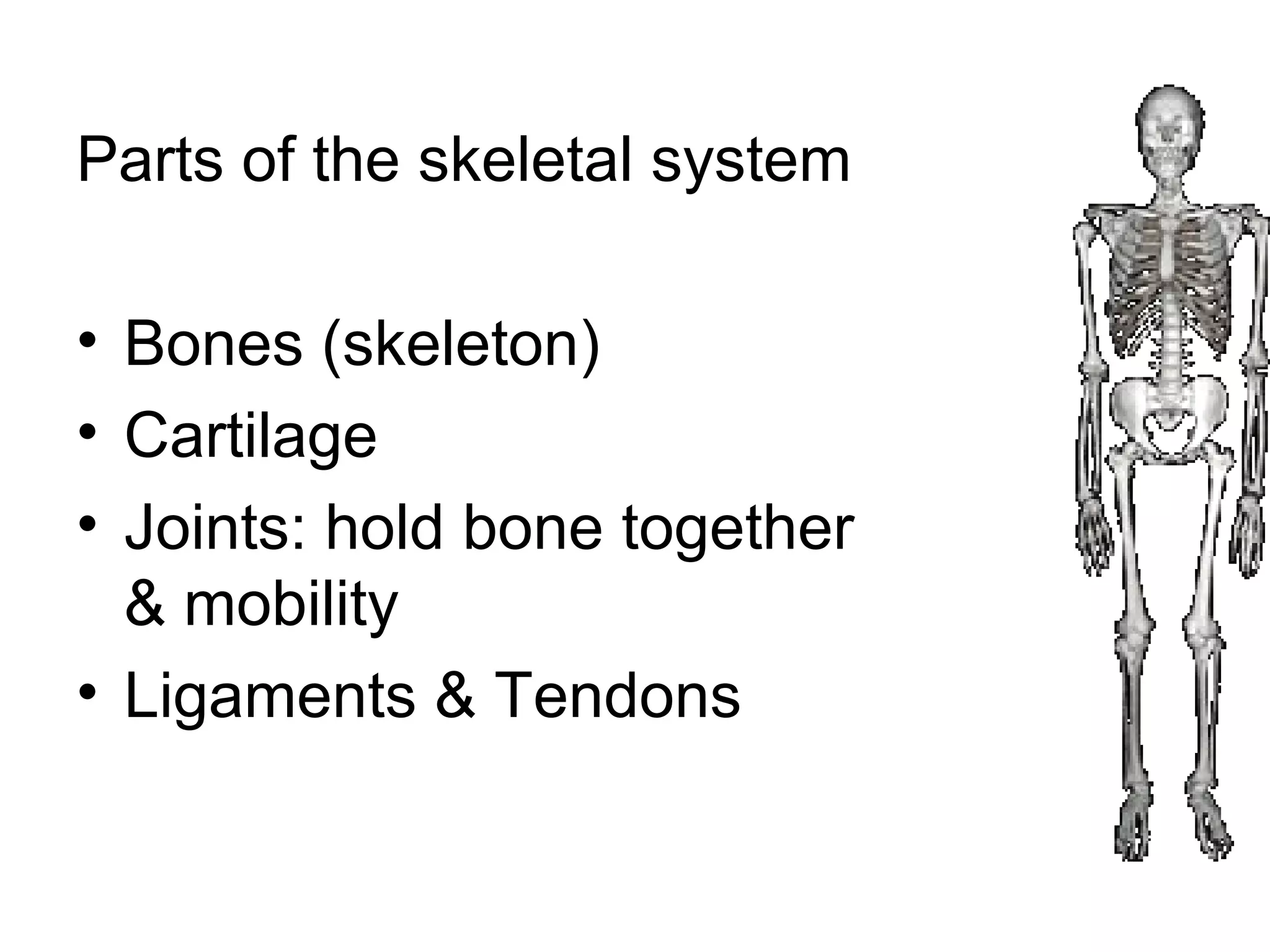 Parts of the skeletal system
• Bones (skeleton)
• Cartilage
• Joints: hold bone together
& mobility
• Ligaments & Tendons
 