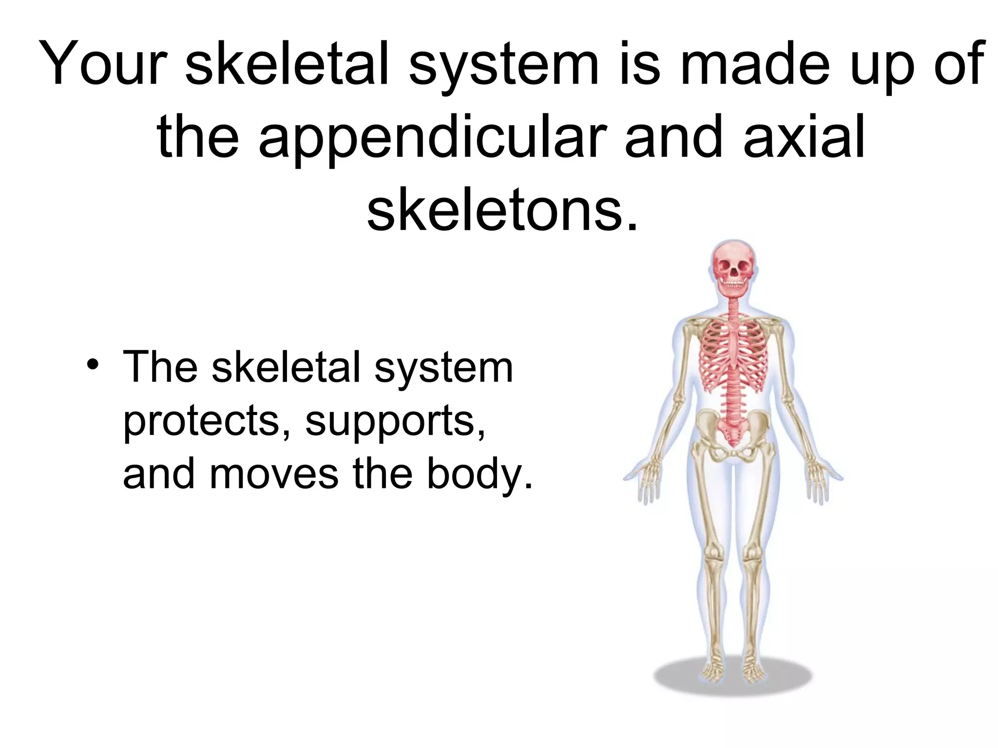 Your skeletal system is made up of
the appendicular and axial
skeletons.
• The skeletal system
protects, supports,
and moves the body.
 