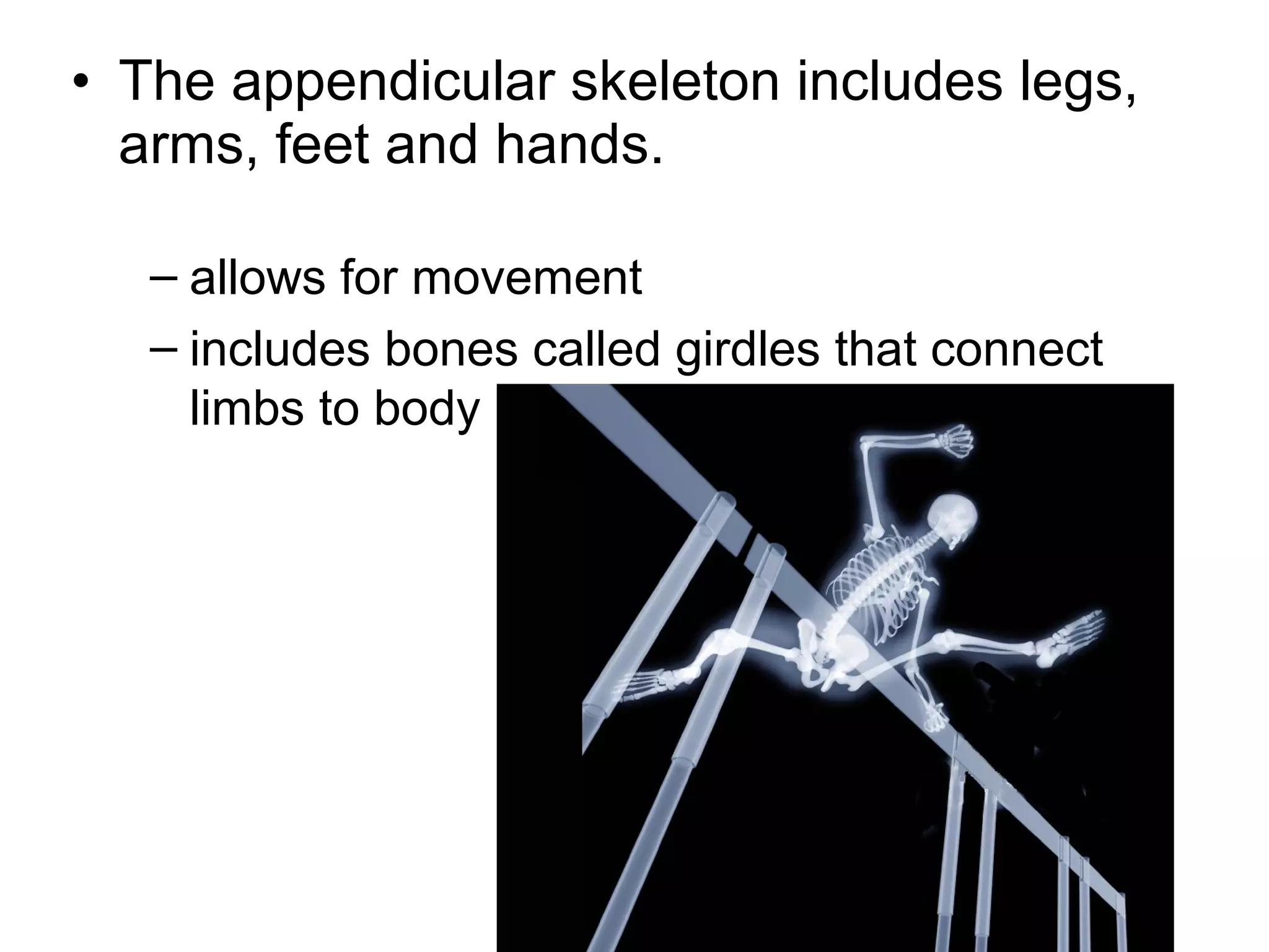 • The appendicular skeleton includes legs,
arms, feet and hands.
– allows for movement
– includes bones called girdles that connect
limbs to body
 