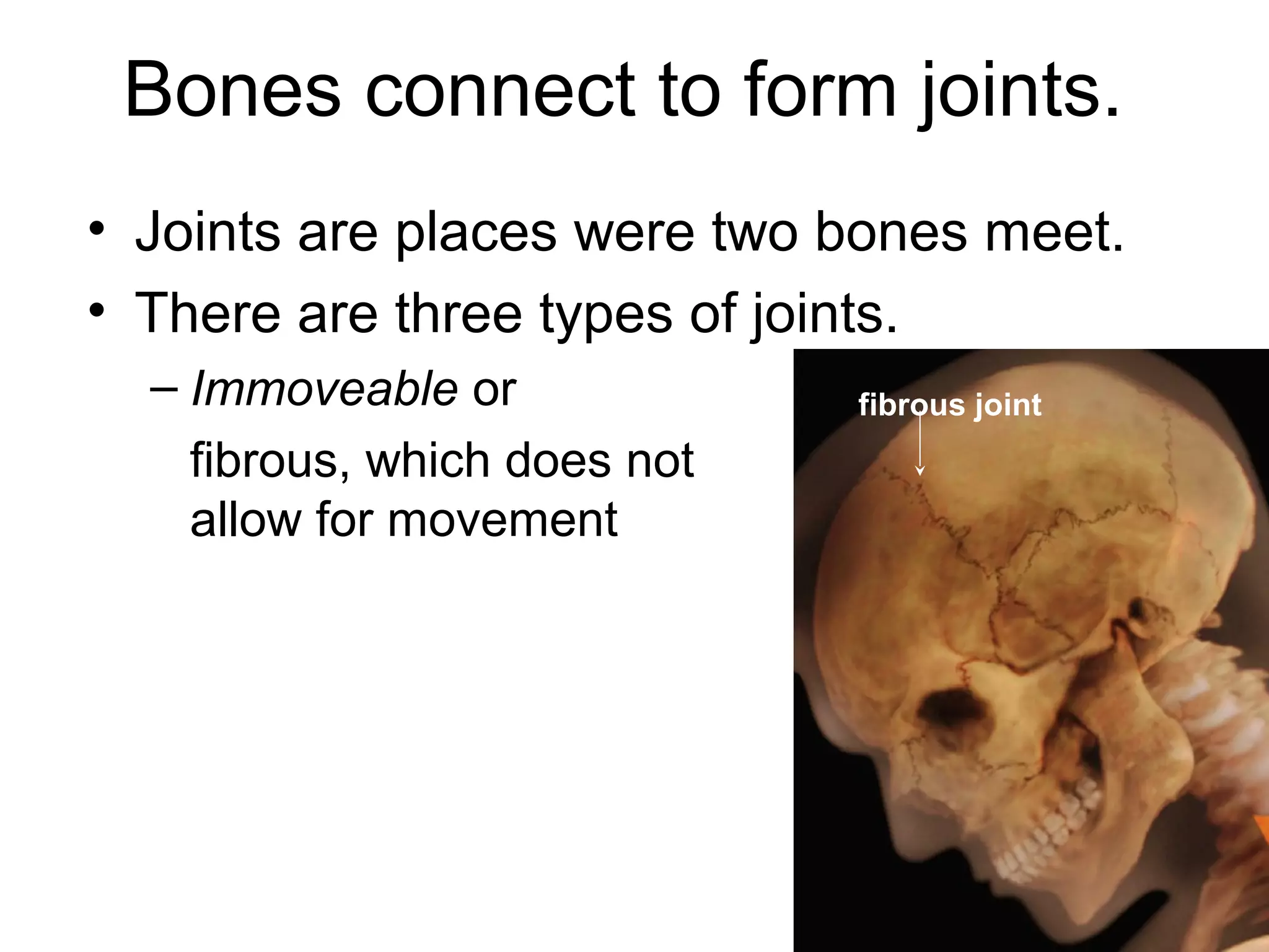 Bones connect to form joints.
• Joints are places were two bones meet.
• There are three types of joints.
– Immoveable or
fibrous, which does not
allow for movement
fibrous joint
 