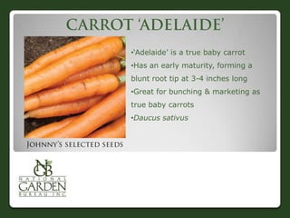 •„Adelaide‟ is a true baby carrot
•Has an early maturity, forming a

blunt root tip at 3-4 inches long
•Great for bunching & marketing as
true baby carrots
•Daucus sativus

 