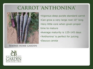 •Vigorous deep purple standard carrot
•Can grow a very large root 10” long

•Very little core when given proper
time to mature
•Average maturity is 125-145 days
•„Anthonina‟ is perfect for juicing

•Daucus carota

 