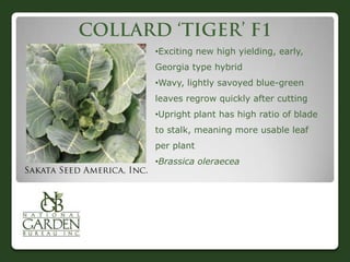 •Exciting new high yielding, early,
Georgia type hybrid
•Wavy, lightly savoyed blue-green
leaves regrow quickly after cutting
•Upright plant has high ratio of blade
to stalk, meaning more usable leaf
per plant
•Brassica oleraecea

 