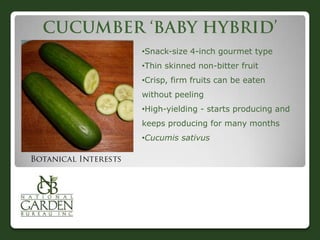 •Snack-size 4-inch gourmet type
•Thin skinned non-bitter fruit
•Crisp, firm fruits can be eaten

without peeling
•High-yielding - starts producing and
keeps producing for many months
•Cucumis sativus

 