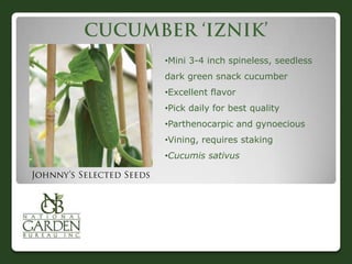 •Mini 3-4 inch spineless, seedless
dark green snack cucumber

•Excellent flavor
•Pick daily for best quality
•Parthenocarpic and gynoecious
•Vining, requires staking

•Cucumis sativus

 