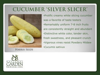 •Prolific creamy white slicing cucumber
was a favorite of taste testers
•Remarkably uniform 7-8 inch fruits
are consistently straight and abundant
•Distinctive white color, tender skin,
fresh sweetness, and pleasant crunch

•Vigorous vines resist Powdery Mildew
•Cucumis sativus

 