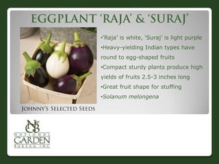 •„Raja‟ is white, „Suraj‟ is light purple
•Heavy-yielding Indian types have

round to egg-shaped fruits
•Compact sturdy plants produce high
yields of fruits 2.5-3 inches long
•Great fruit shape for stuffing

•Solanum melongena

 