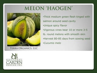 •Thick medium green flesh tinged with
salmon around seed cavity

•Unique spicy flavor
•Vigorous vines bear 10 or more 3-5
lb. round melons with smooth skin
•Harvest 80-85 days from sowing seed

•Cucumis melo

 