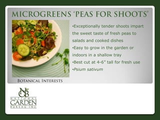 •Exceptionally tender shoots impart
the sweet taste of fresh peas to
salads and cooked dishes
•Easy to grow in the garden or
indoors in a shallow tray
•Best cut at 4-6” tall for fresh use

•Psium sativum

 