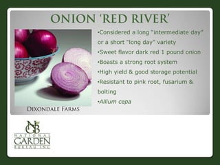 •Considered a long “intermediate day”
or a short “long day” variety
•Sweet flavor dark red 1 pound onion
•Boasts a strong root system
•High yield & good storage potential
•Resistant to pink root, fusarium &
bolting
•Allium cepa

 