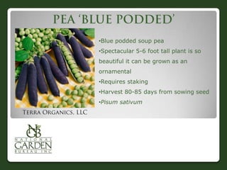 •Blue podded soup pea
•Spectacular 5-6 foot tall plant is so

beautiful it can be grown as an
ornamental
•Requires staking
•Harvest 80-85 days from sowing seed
•Pisum sativum

 