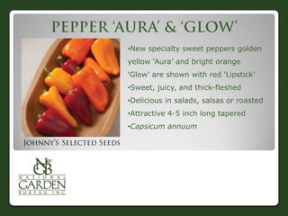 •New specialty sweet peppers golden
yellow „Aura‟ and bright orange
„Glow‟ are shown with red „Lipstick‟

•Sweet, juicy, and thick-fleshed
•Delicious in salads, salsas or roasted
•Attractive 4-5 inch long tapered
•Capsicum annuum

 