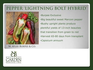 •Burpee Exclusive
•Big beautiful sweet Marconi pepper
•Bushy upright plants produce
plentiful yields of 13-inch beauties
that transition from green to red
•Harvest 65-80 days from transplant

•Capsicum annuum

 