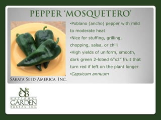 •Poblano (ancho) pepper with mild
to moderate heat
•Nice for stuffing, grilling,
chopping, salsa, or chili
•High yields of uniform, smooth,
dark green 2-lobed 6”x3” fruit that
turn red if left on the plant longer
•Capsicum annuum

 