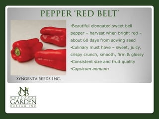 •Beautiful elongated sweet bell
pepper – harvest when bright red –
about 60 days from sowing seed
•Culinary must have – sweet, juicy,
crispy crunch, smooth, firm & glossy
•Consistent size and fruit quality

•Capsicum annuum

 