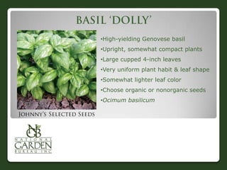 •High-yielding Genovese basil
•Upright, somewhat compact plants

•Large cupped 4-inch leaves
•Very uniform plant habit & leaf shape
•Somewhat lighter leaf color
•Choose organic or nonorganic seeds

•Ocimum basilicum

 