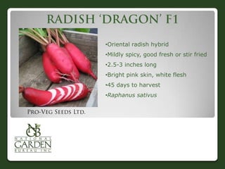 •Oriental radish hybrid
•Mildly spicy, good fresh or stir fried
•2.5-3 inches long
•Bright pink skin, white flesh
•45 days to harvest
•Raphanus sativus

 