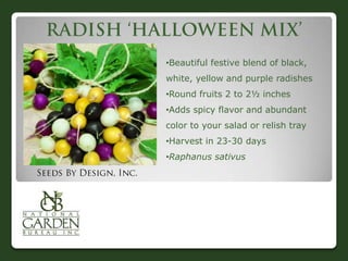 •Beautiful festive blend of black,
white, yellow and purple radishes

•Round fruits 2 to 2½ inches
•Adds spicy flavor and abundant
color to your salad or relish tray
•Harvest in 23-30 days
•Raphanus sativus

 