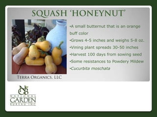 •A small butternut that is an orange
buff color
•Grows 4-5 inches and weighs 5-8 oz.

•Vining plant spreads 30-50 inches
•Harvest 100 days from sowing seed
•Some resistances to Powdery Mildew
•Cucurbita moschata

 