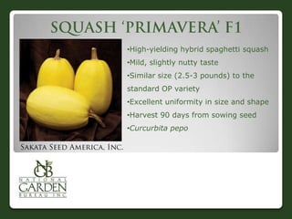 •High-yielding hybrid spaghetti squash
•Mild, slightly nutty taste
•Similar size (2.5-3 pounds) to the

standard OP variety
•Excellent uniformity in size and shape
•Harvest 90 days from sowing seed
•Curcurbita pepo

 