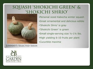 •Personal sized Kabocha winter squash
•Great ornamental and delicious edible
•„Shokichi Shrio‟ is gray
•„Shokichi Green‟ is green
•Small single-serving size ½-1¼ lbs.
•High yielding 6-10 fruits per plant
•Cucurbita maxima

 