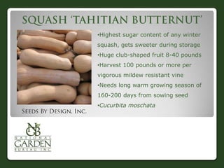 •Highest sugar content of any winter
squash, gets sweeter during storage
•Huge club-shaped fruit 8-40 pounds
•Harvest 100 pounds or more per
vigorous mildew resistant vine
•Needs long warm growing season of

160-200 days from sowing seed
•Cucurbita moschata

 