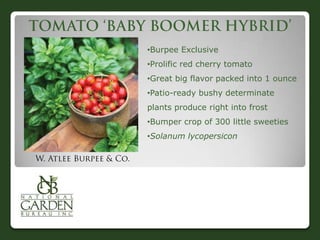 •Burpee Exclusive
•Prolific red cherry tomato
•Great big flavor packed into 1 ounce
•Patio-ready bushy determinate
plants produce right into frost
•Bumper crop of 300 little sweeties

•Solanum lycopersicon

 