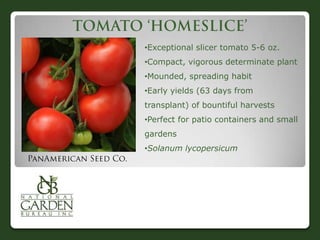 •Exceptional slicer tomato 5-6 oz.
•Compact, vigorous determinate plant
•Mounded, spreading habit
•Early yields (63 days from

transplant) of bountiful harvests
•Perfect for patio containers and small
gardens
•Solanum lycopersicum

 