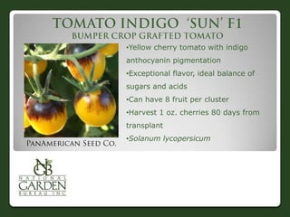 •Yellow cherry tomato with indigo
anthocyanin pigmentation
•Exceptional flavor, ideal balance of
sugars and acids
•Can have 8 fruit per cluster
•Harvest 1 oz. cherries 80 days from

transplant
•Solanum lycopersicum

 
