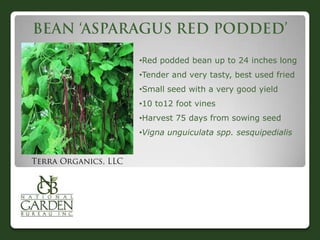 •Red podded bean up to 24 inches long
•Tender and very tasty, best used fried
•Small seed with a very good yield
•10 to12 foot vines
•Harvest 75 days from sowing seed
•Vigna unguiculata spp. sesquipedialis

 